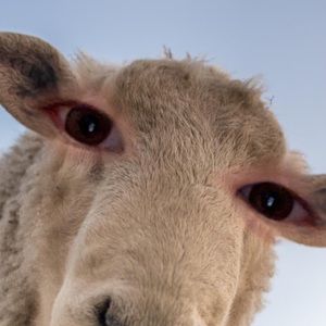 Meet your Posher, Nina